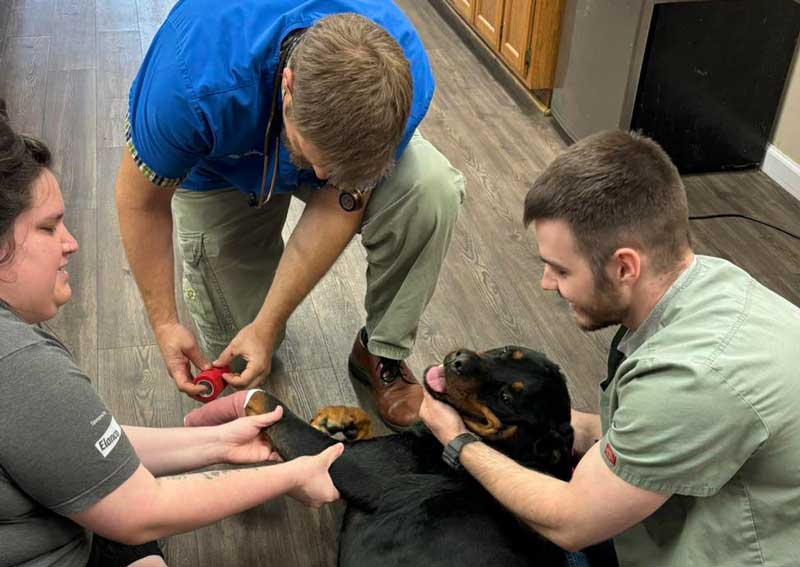 Carousel Slide 2: Dog veterinary care